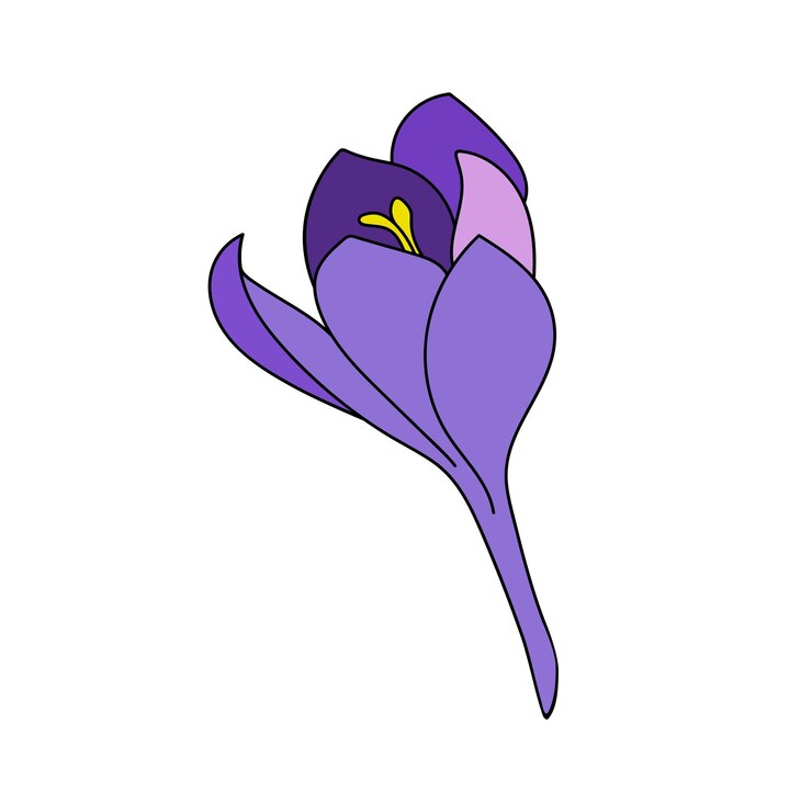 Vetor desenho linear de açafrão flor de açafrão de cor única ilustração botânica por linha