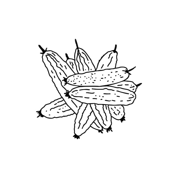 Vetor desenho linear de pepino, rabisco desenhado à mão, esboço de legumes