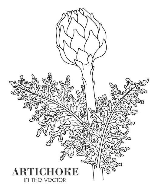 Desenho linear de uma artichoke sobre um fundo branco em um vetor