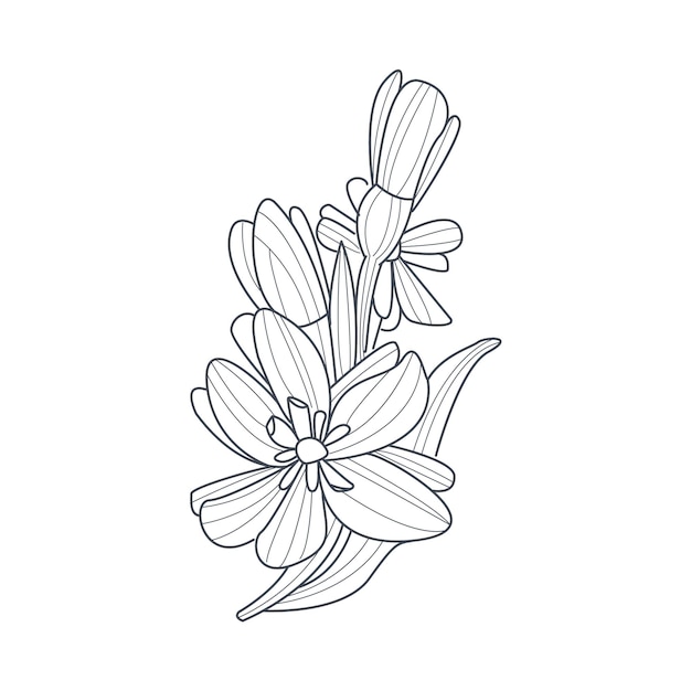 Desenho monocromático de flor de narciso para livro de colorir