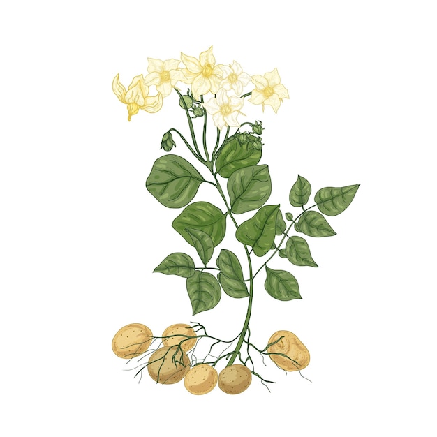 Desenho natural elegante de planta de batata com flores, raízes e tubérculos