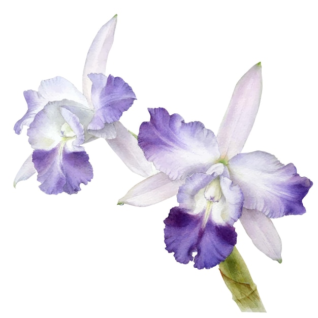 Desenho vetorial aquarela de flor de orquídea Cattleya