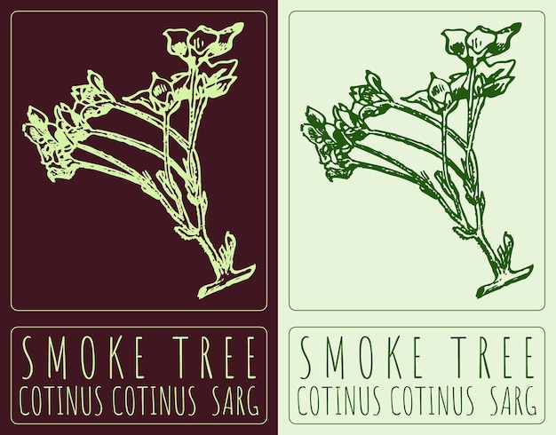 Vetor desenho vetorial arbre de fume ilustração desenhada à mão o nome latino é cotinus cotinus sarg