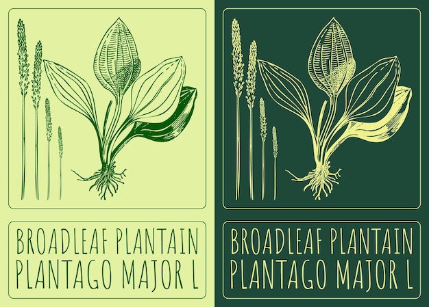 Desenho vetorial broadleaf plantain ilustração desenhada à mão o nome latino é plantago major l