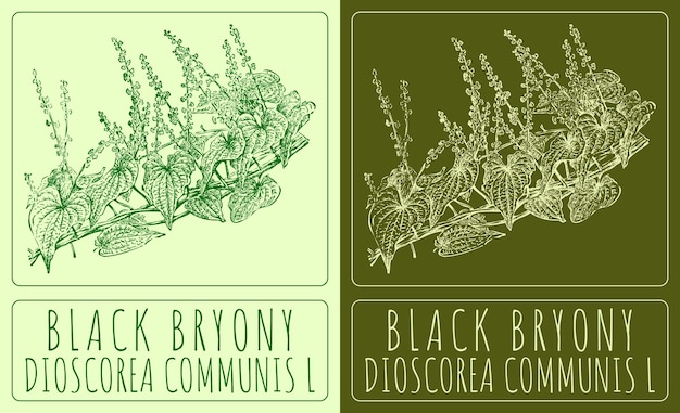 Vetor desenho vetorial bryony nerdo ilustração desenhada à mão o nome latino é dioscorea communis l