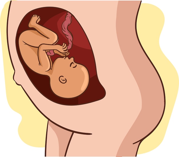 Vetor desenho vetorial de bebê no ventre uma mulher grávida está na barriga de sua ilustração vetorial de bebê