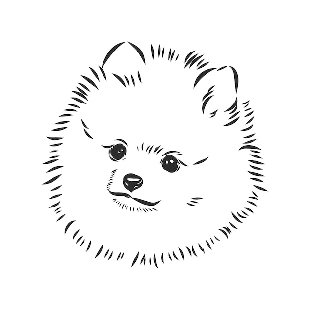 Desenho vetorial de cão da pomerânia desenho de cão da pomerânia desenhado à mão