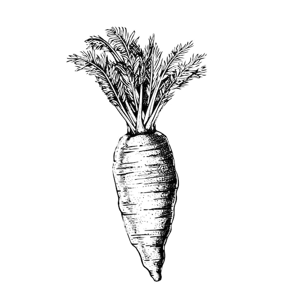 Desenho vetorial de cenoura Ilustração de estilo gravado de objeto desenhado à mão isolado