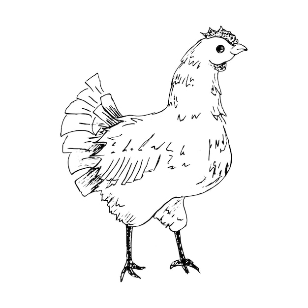 Desenho vetorial de frango, frango desenhado à mão, esboço de galinha, ilustração em vetor preto e branco desenhada à mão, isolada no fundo branco para seu projeto.