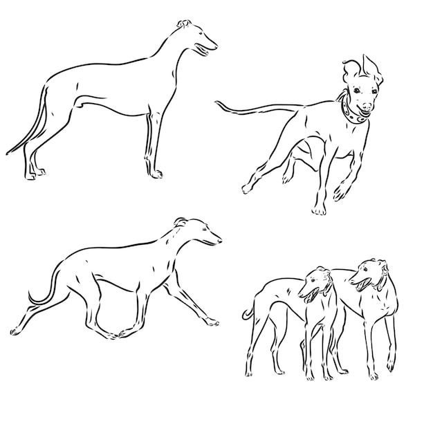 Desenho vetorial de galgo