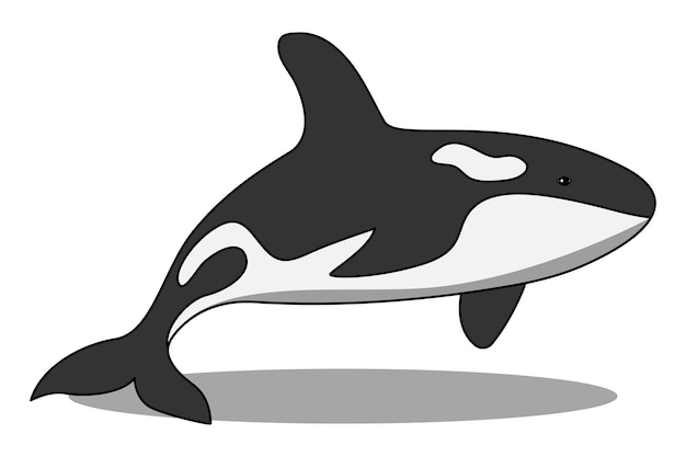 Desenho vetorial de orca ou baleia assassina