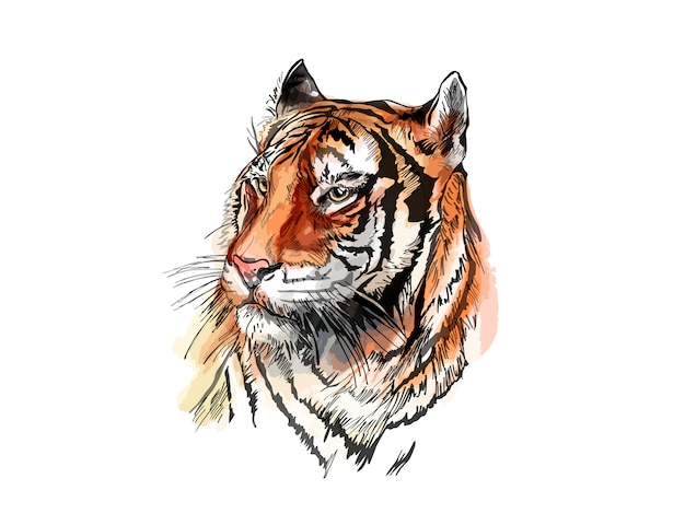 Desenho vetorial de um tigre.