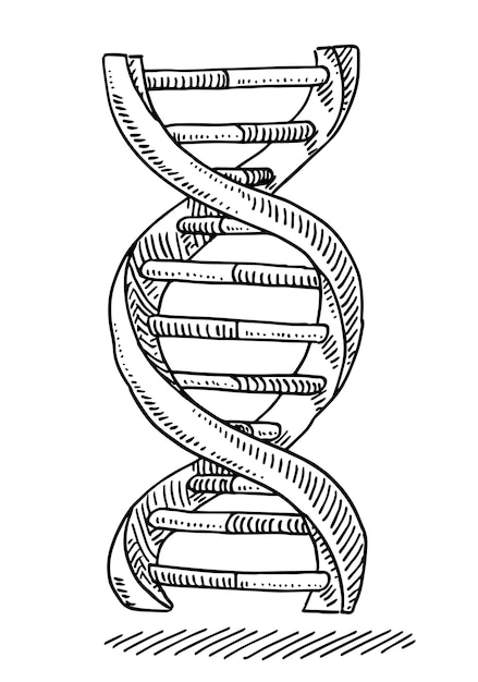 Desenho vetorial desenhado à mão de um esboço em preto e branco de um símbolo de genética de DNA em um b transparente