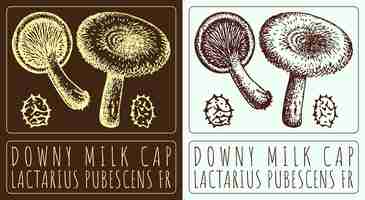 Vetor desenho vetorial downy milk cap ilustração desenhada à mão o nome latino é lactarius pubescens fr