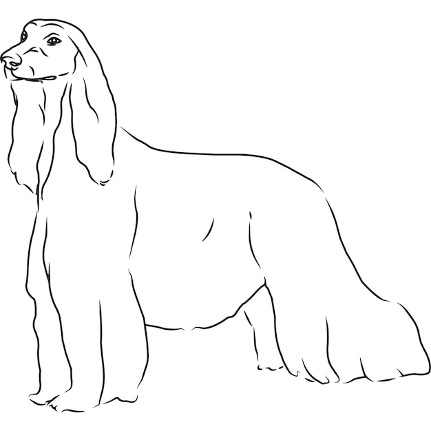 Desenho vetorial esboçado à mão de cão galgo afegão