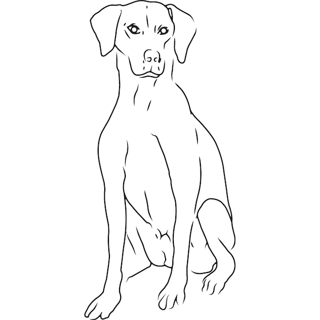 Desenho vetorial esboçado à mão do cão foxhound americano