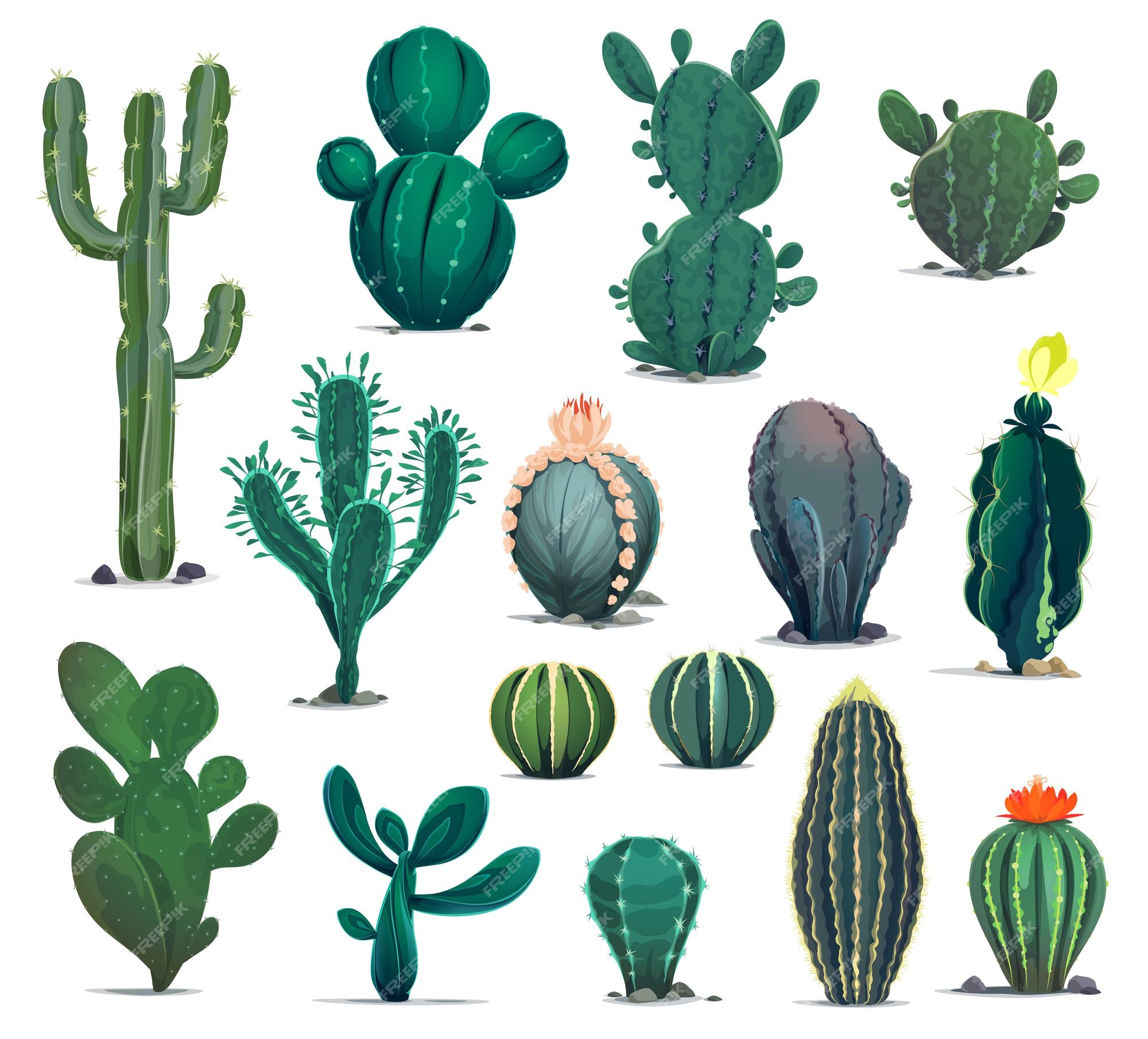 Suculentas Do Arizona. Cacto Na Ilustração Do Desenho Animado Do Pote Da  Flor. Plantas Do Deserto Ou Plantas Home Nas Prateleiras Isoladas No Branco  Royalty Free SVG, Cliparts, Vetores, e Ilustrações Stock.