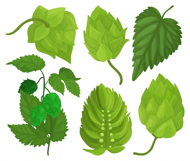 Desenhos animados do lúpulo definir ícone. desenhos animados isolados definir ícone humulus. salto de ilustração em fundo branco.