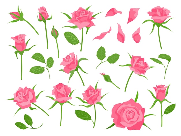 Desenhos animados florescendo rosa rosa flor verde folha pétala e botão Decoração floral clássica de casamento Planta de rosas Conjunto de vetores de flores românticas