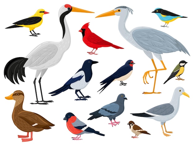 Desenhos animados pássaros voadores, guindaste, pato cardinal vermelho e gaivota. cidade, bosques e personagens de animais alados marinhos vector conjunto de ilustração. fauna e vida selvagem europeias