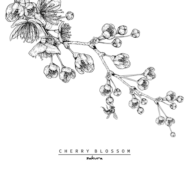 Desenhos de flor de cerejeira sakura