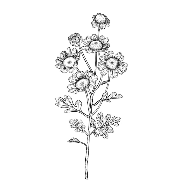 Vetor desenhos de flores daisy feverfew