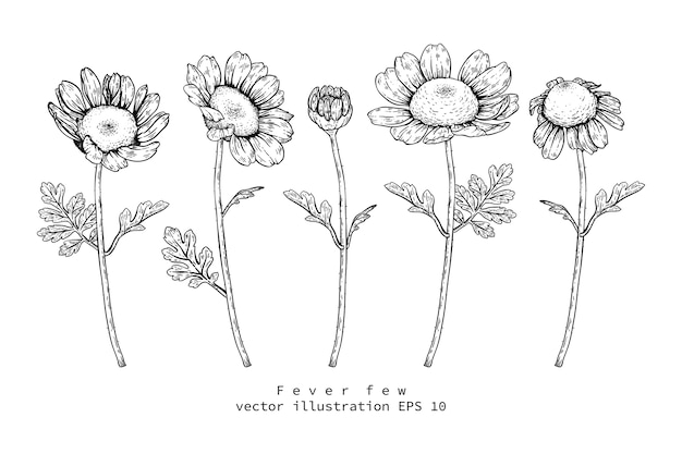 Vetor desenhos de flores daisy feverfew