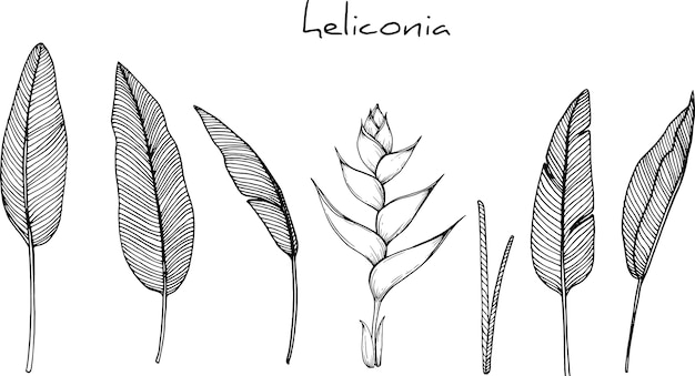 Desenhos de flores de heliconia