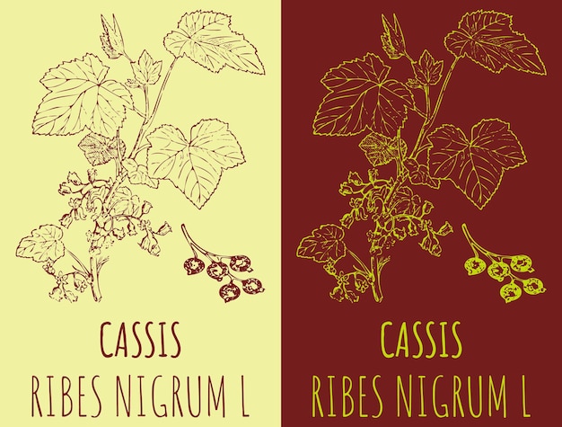 Desenhos vetoriais BLACK CURRANT Ilustração desenhada à mão Nome latino RIBES NIGRUM L