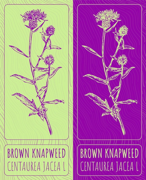 Desenhos vetoriais brown knapweed ilustração desenhada à mão nome latino centaurea jacea l