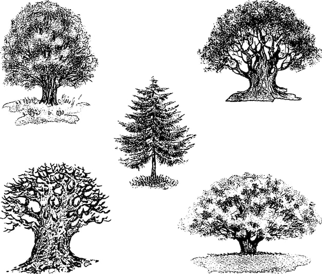 Desenhos vetoriais de árvores diferentes