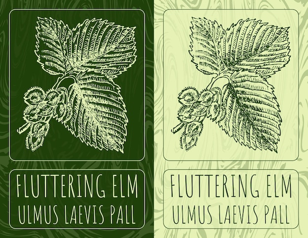 Vetor desenhos vetoriais fluttering elm ilustração desenhada à mão nome latino ulmus laevis pall