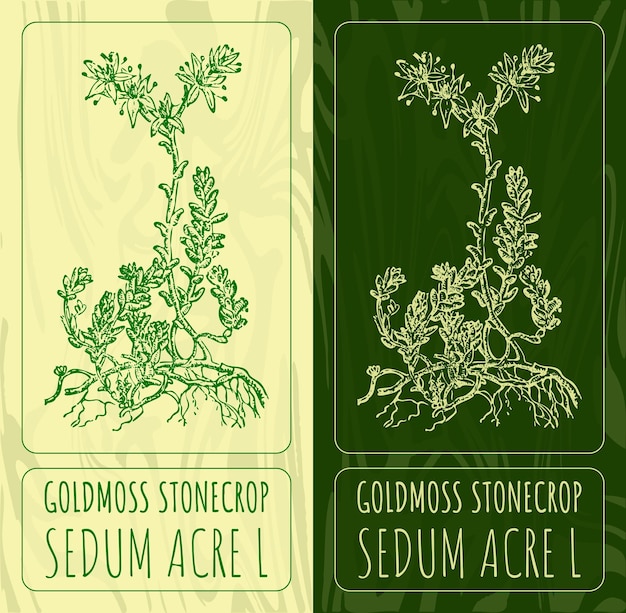 Vetor desenhos vetoriais goldmoss stonecrop ilustração desenhada à mão nome latino sedum acre l