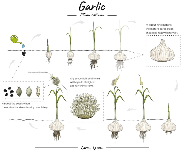 Desenvolvimento do cultivo de alho