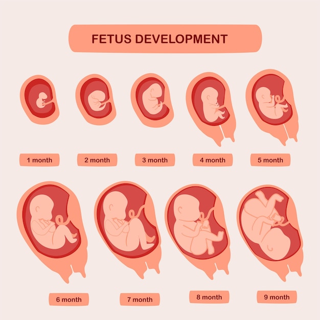 Desenvolvimento do feto no ventre da mãe até o nascimento