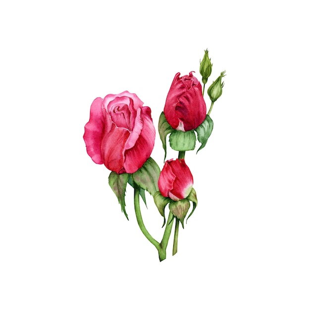 Design de ilustração de flores e botões de rosa em aquarela