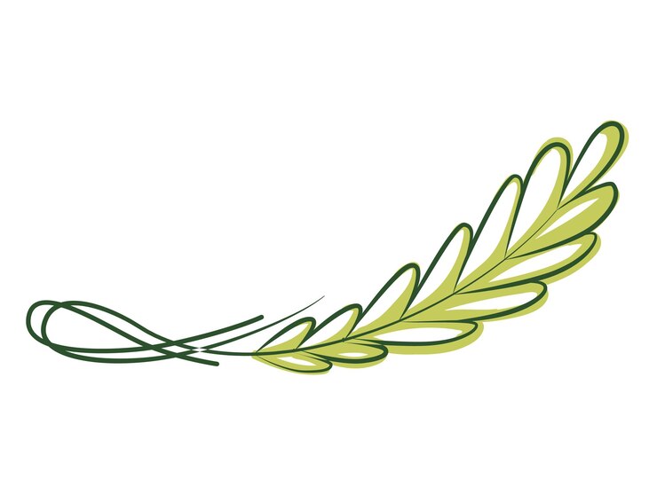 Vetor design de separadores de página de divisor de texto verde moldura orgânica de louro de borda de linha com planta elemento decorativo floral floresce naturais coleção de vetor de linha de curva isolada em branco