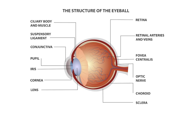 Vetor designação da anatomia do olho humano para pôster ou material didático de ilustração médica