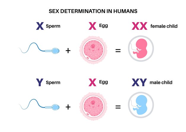 Determinação do sexo em humanos vector infográfico de cromossomos x e y de espermatozoides e óvulos masculinos e femininos