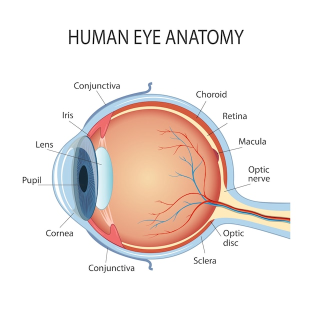 Vetor diagrama anatômico do olho humano seção transversal de um órgão dos sentidos com todos os componentes importantes