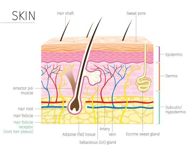 Diagrama da anatomia da pele e do cabelo