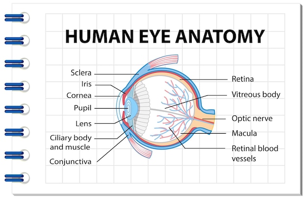 Vetor diagrama da anatomia do olho humano com etiqueta