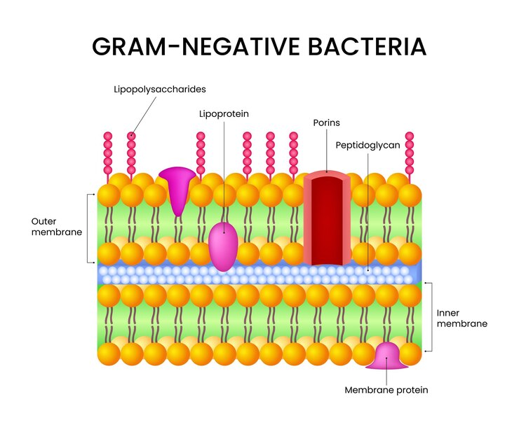 Vetor diagrama da estrutura celular das bactérias gram-negativas