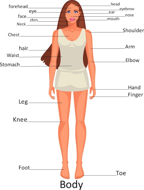 Diagrama das partes do corpo humano na menina