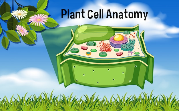 Vetor diagrama de anatomia de células vegetais