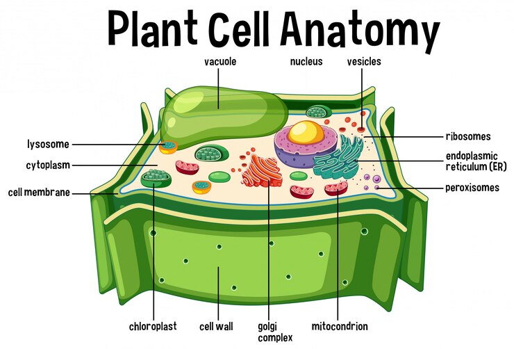 Vetor diagrama de anatomia de células vegetais