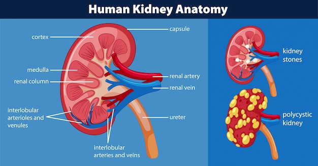 Diagrama de anatomia do rim humano