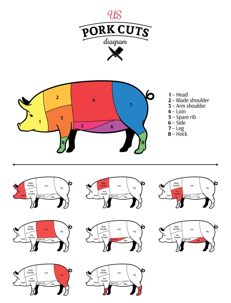 Vetor diagrama de cortes de carne suína americana