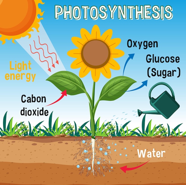 Diagrama de fotossíntese para biologia e educação em ciências da vida