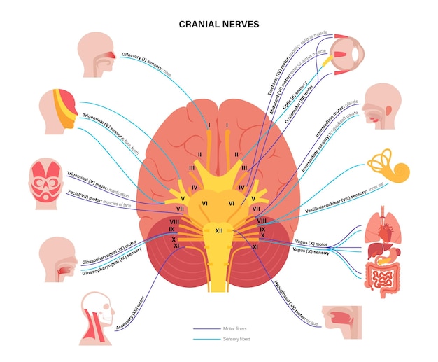 Vetor diagrama de nervos cranianos